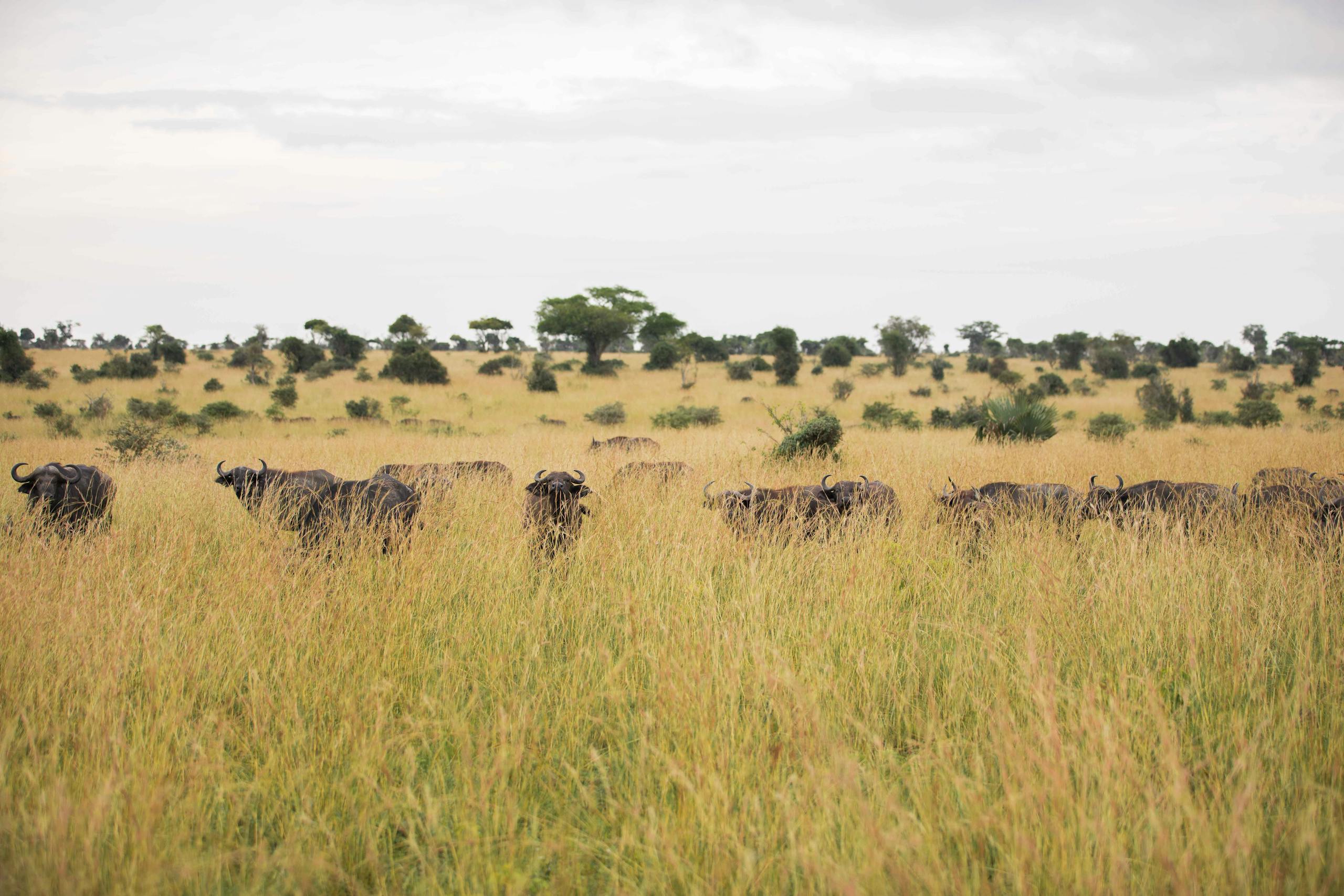 A herd of African buffalo in the expansive grasslands of Uganda.